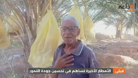 Recent Rains Boost Date Quality in Tunisia's Qibili Region