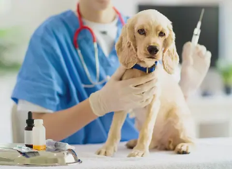 Tunisian Region Launches Rabies Vaccination Campaign