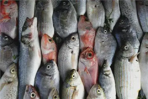Egypt Fish Prices on Tuesday, September 22, 2026