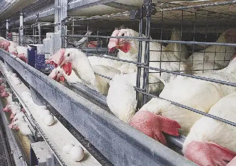 Egypt's Poultry Prices Stable on Tuesday, September 22, 2026