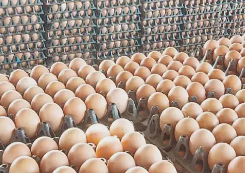 Egypt's Egg Prices Stable at 110-120 Pounds per Carton
