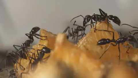 Egyptian Homes Overrun by Ants Despite Cleaning
