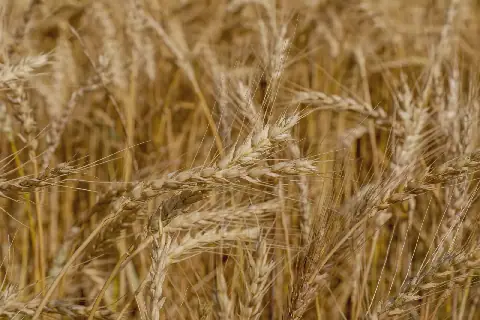 Egypt's Wheat Imports Remain Dominated by Russia and Ukraine