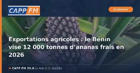 Illustration de l’article : Exportations agricoles : le Bénin vise 12 000 tonnes d’ananas frais en 2026