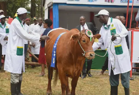 All systems go for Nairobi Show as state strengthens security, El Nino watch