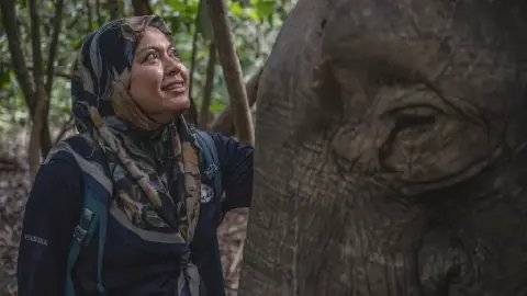 Conservation Efforts for Borneo Elephants Gain Momentum