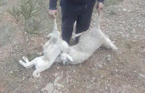 Algerian Region on High Alert as Peste des Petits Ruminants Cases Suspected