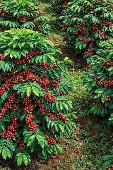 Shs20,000 coffee Pay Fight Kills Farmer in Kiboga