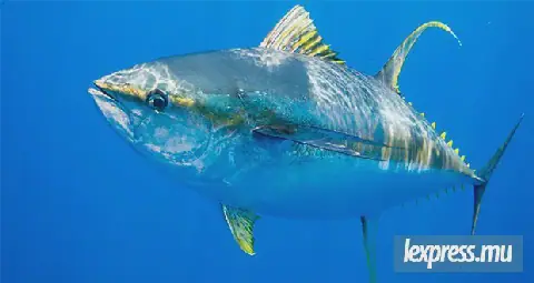 Rodrigues to Get Cold Storage Facility for Tuna Conservation