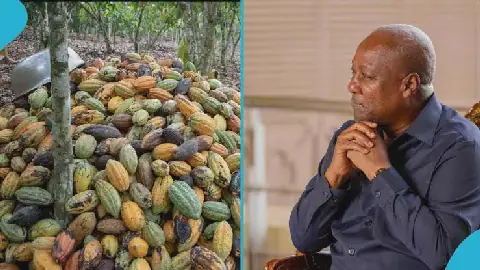 Ghana's Cocoa Farmers Demand Financing Assurances Ahead of New Season