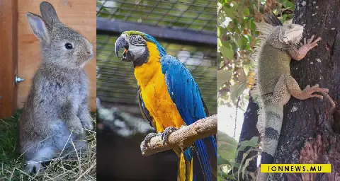 Mauritius Sees Diversification in Pet Ownership