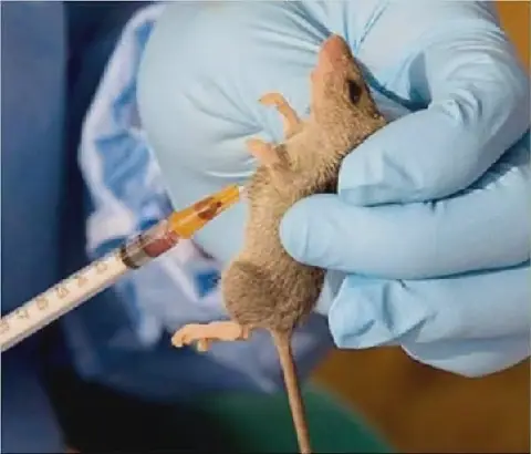 Nigeria Records 1,086 Lassa Fever Cases, 259 Deaths in 2026