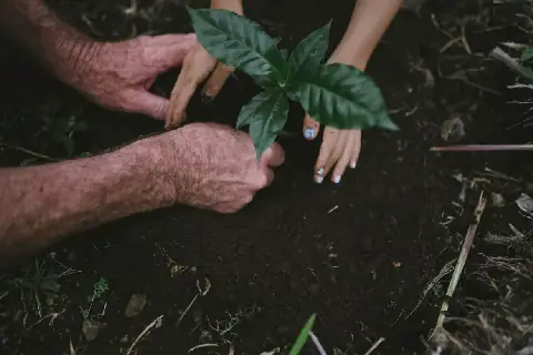 SA wil 10 miljoen bome op Erfenisdag plant