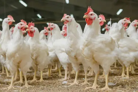 Poulet de chair
