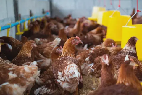 Poulet de chair