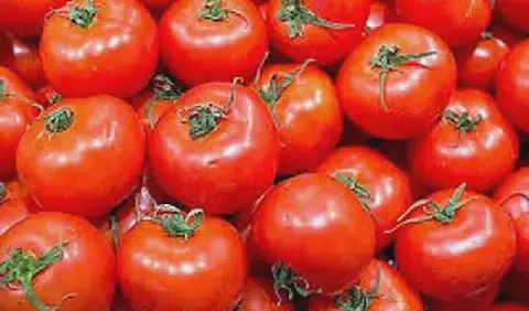 Tunisian Tomato Production Sparks Concerns of Potential Shortage