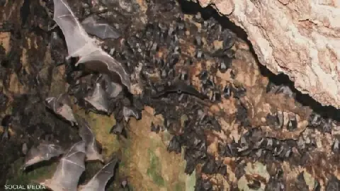 Egyptian Ministry of Tourism Responds to Bat Infestation at Abu Simbel Temple