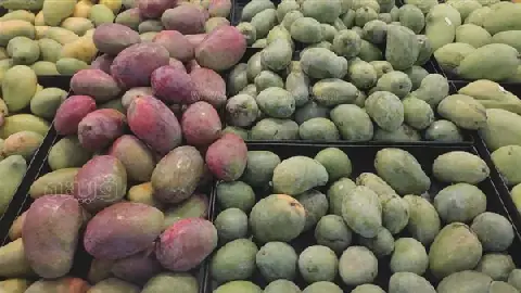 Egypt's Mango Season Sees 30% Price Drop as Harvest Continues