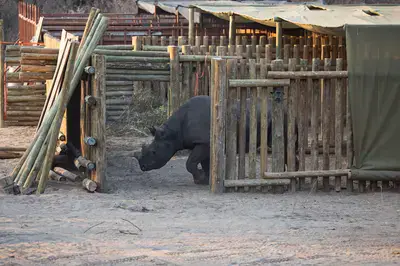 South Africa's Rhino Population Sees 5% Increase in 2025, But Poaching Remains a Threat