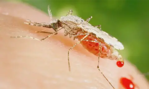 Karibib Under Siege by Mosquito Infestation
