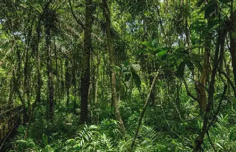 The business case for restoring Nigeria’s forests