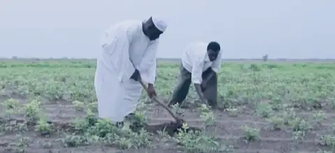 Poor Rains Hit Farming in Kass, South Darfur