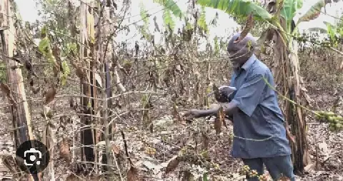 Ntungamo Farmers Sink Into Despair as Dry Spell Slashes Income for Two Years