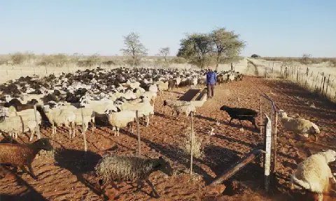Namibia Sheep Farmers Seek Shares in Producer-Owned Company