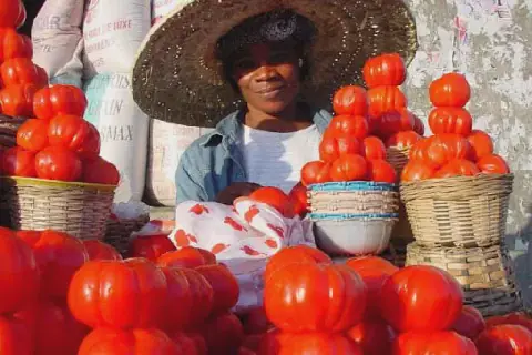 Agogo's Tomato Farmers Struggle with Post-Harvest Losses