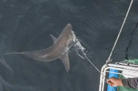Great white shark spotted in False Bay after eight-year absence