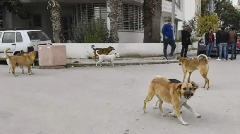 Tunisia's Health Ministry Issues Recommendations to Combat Rabies