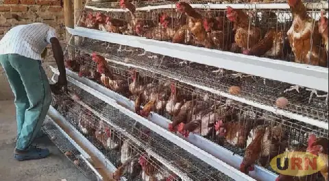 Farmer's 100 chicks grow into 3,000 layers in Busia
