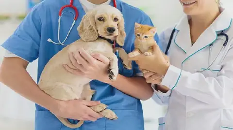 Tunisia's Touzer Region Achieves 100% Vaccination Rate for Owned Animals Against Rabies