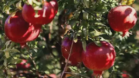 Tunisia Set to Launch Pomegranate Export Season on September 29