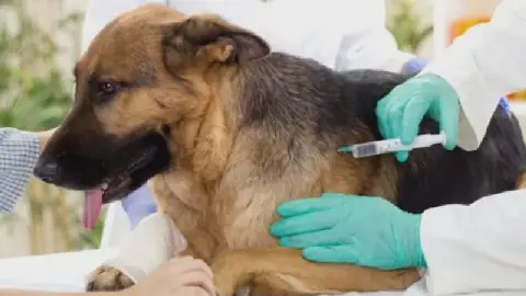 Tunisia's Tozeur Region Achieves 100% Vaccination Rate Against Rabies
