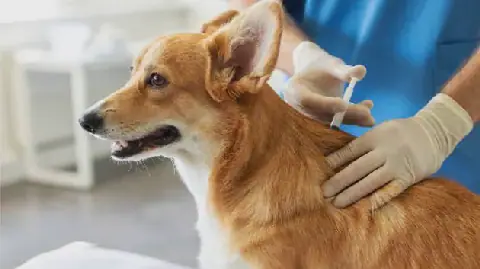 Veterinary Campaigns Launch in Bajah to Combat Rabies