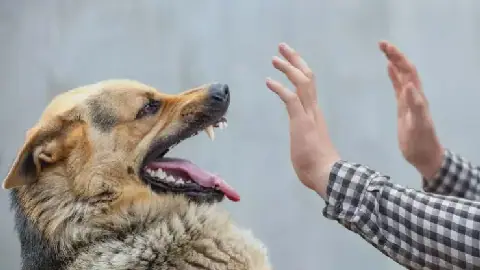 Tunisia Sees Notable Decline in Rabies Cases