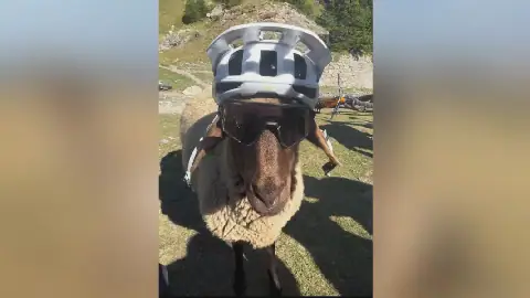 biker sheep