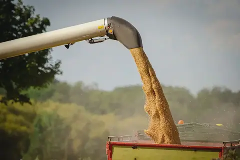 Algeria Faces Global Wheat Price Hike Amid Export Disruptions