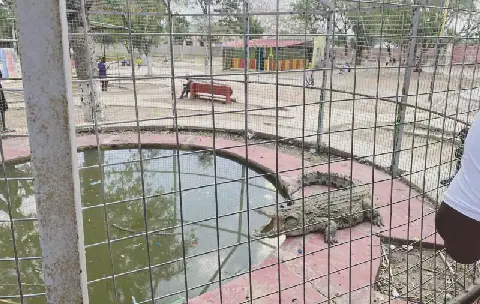 Jacaré Chico: The Unlikely Star of Catete's Parque Deolinda Rodrigues
