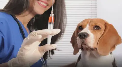 Tunisia Marks World Rabies Day with "Together, Stronger Against Rabies" Campaign