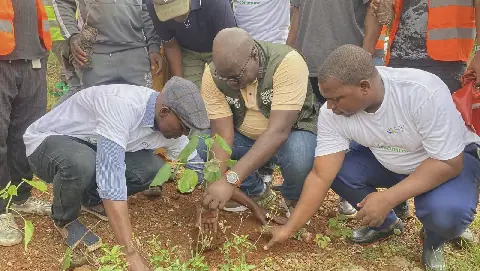 100 Trees Planted in Tombolia's Enta Forest as Part of Reforestation Campaign