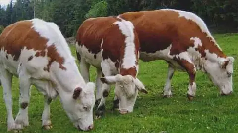 Voleurs sévissent à M'Chedallah : un éleveur délesté de trois vaches laitières