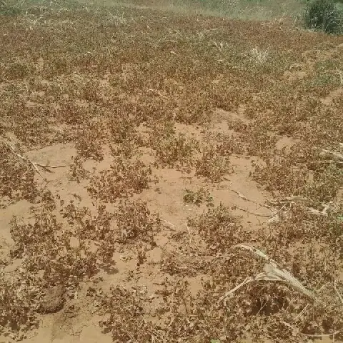 Rising Food Prices Exacerbate Living Conditions in South Darfur's Ntiqa