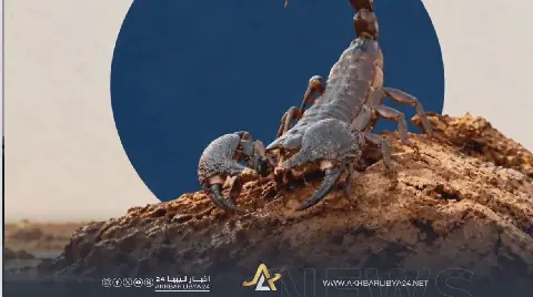 بعد أن جرفت السيول أوكارها.. العقارب والثعابين تخرج من مخابئها وتحذيرات من الاقتراب من الركام