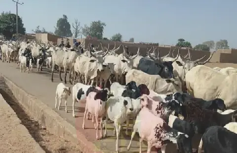 Healthy Livestock Can Spread Drug-Resistant Bacteria to Humans, Experts Warn