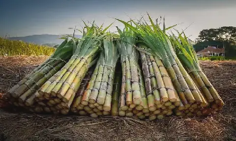 Namibia Explores Alternatives to Sugarcane for Sweetener Production