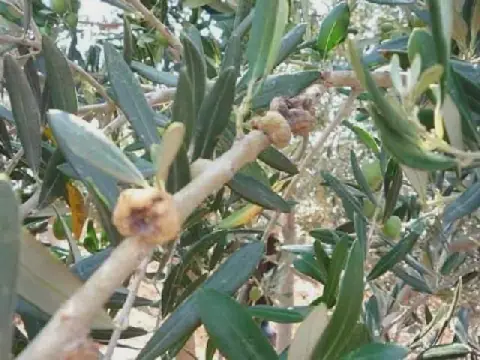 Olive Crop Threatened by Pest in Tunisia's Mahdia Region