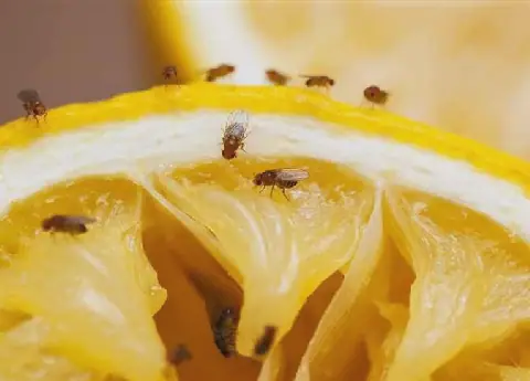 Egyptian Households Find Economical Solution to Fruit Flies