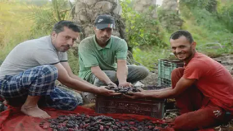 The Daring Profession of Date Palm Harvesting in Egypt